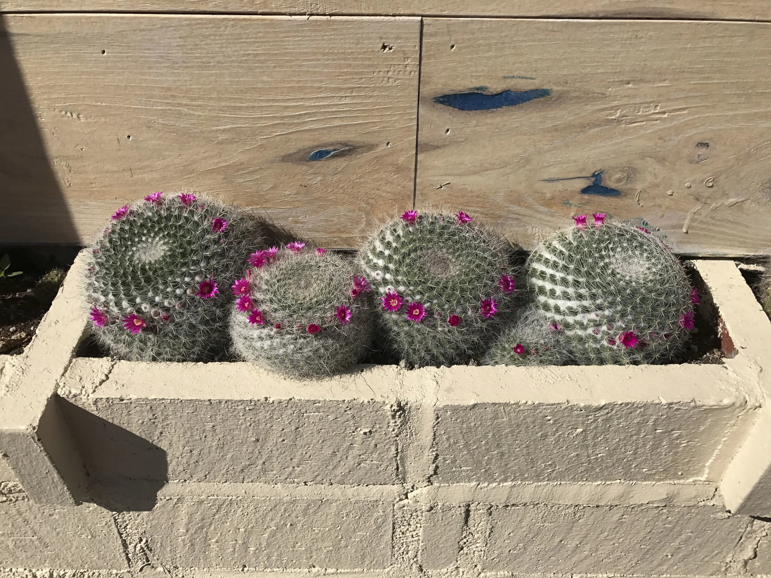 Tocaya Los Angeles_3.JPG