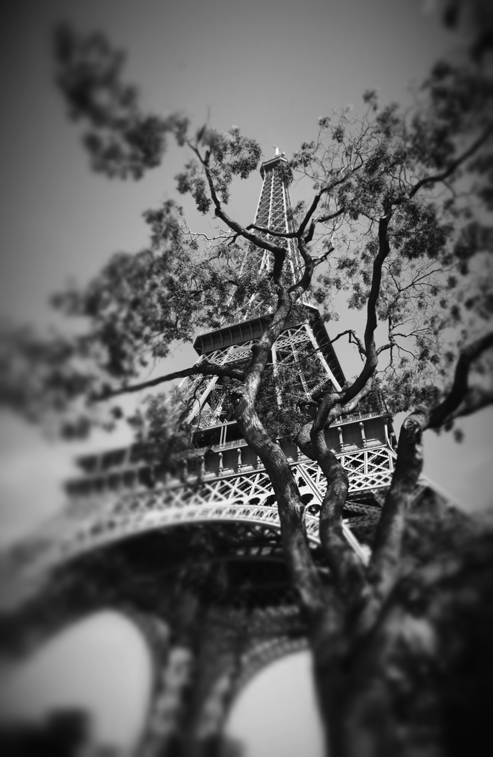 Eiffel Tower with Tree