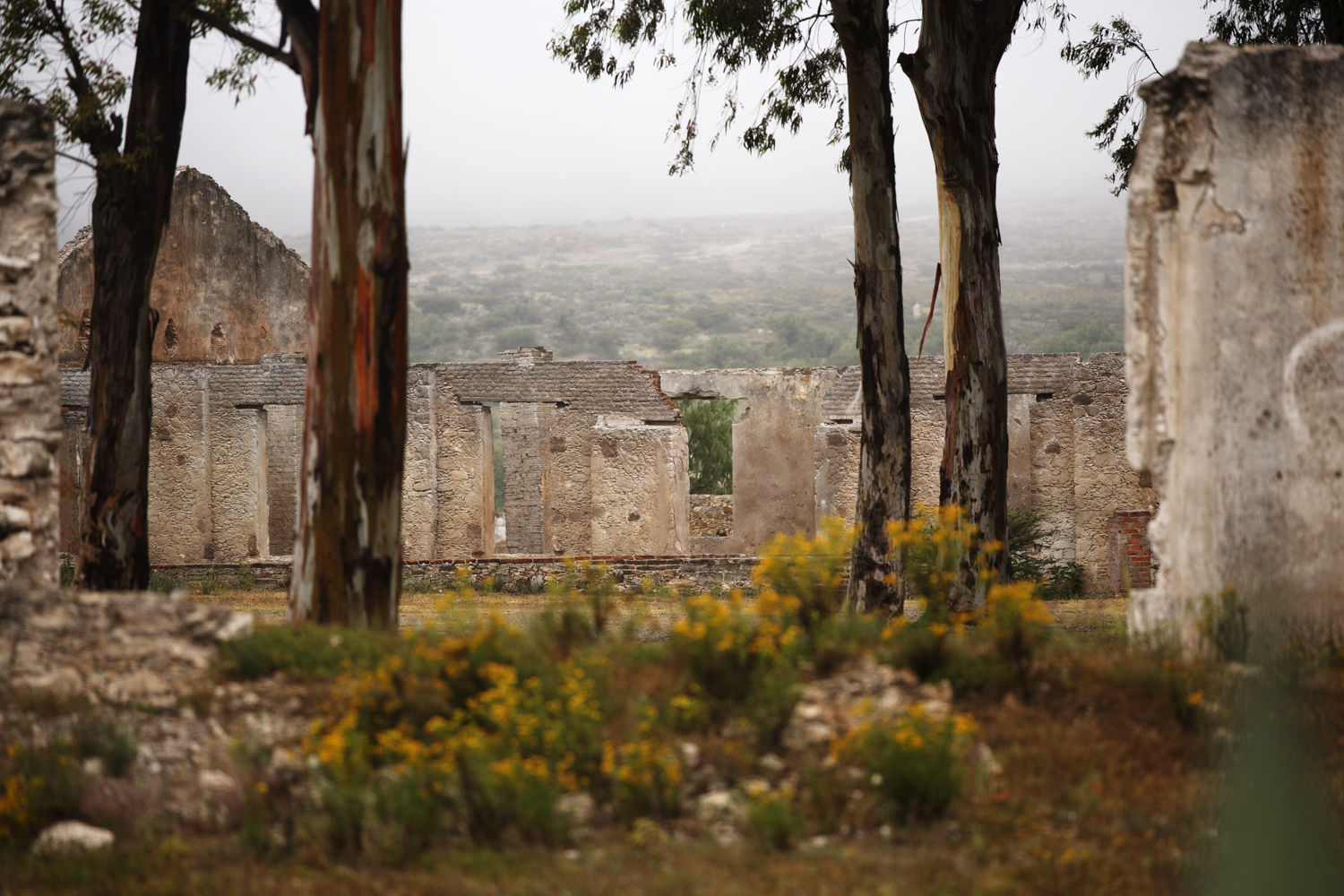 Pozos, Hacienda (w trees)