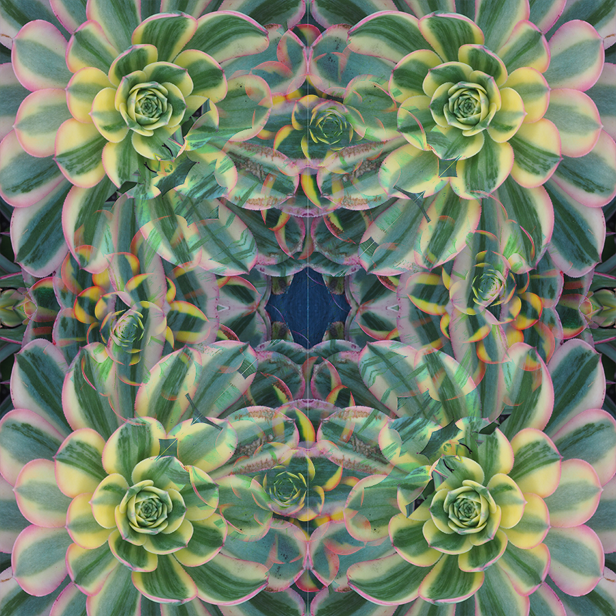 Agave