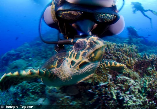  "Oh, man. Hey, no hurling on the shell, dude, ok? Just waxed it."