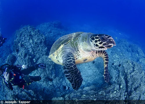  "Grab shell, dude!"