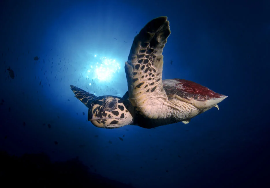  "Gimme some fin. Noggin. Dude!"