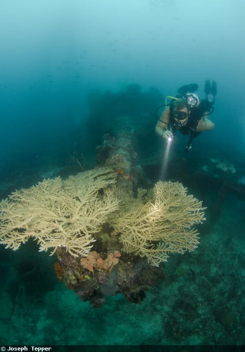 Massive guns still guard the wreck of the Iro Maru, which lies in 100-feet of water. 