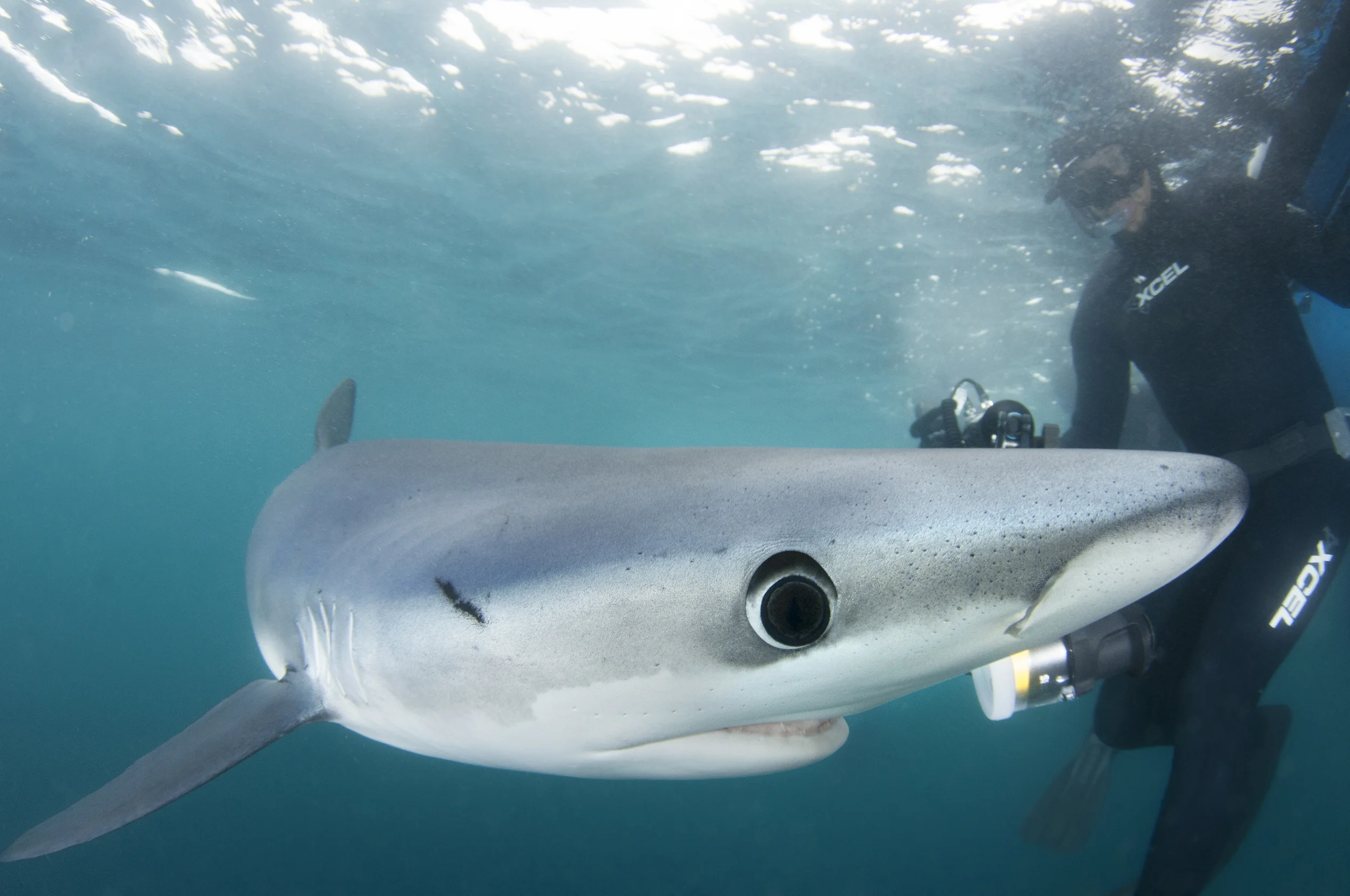 The blue sharks are naturally curious to the photographers and their cameras. 