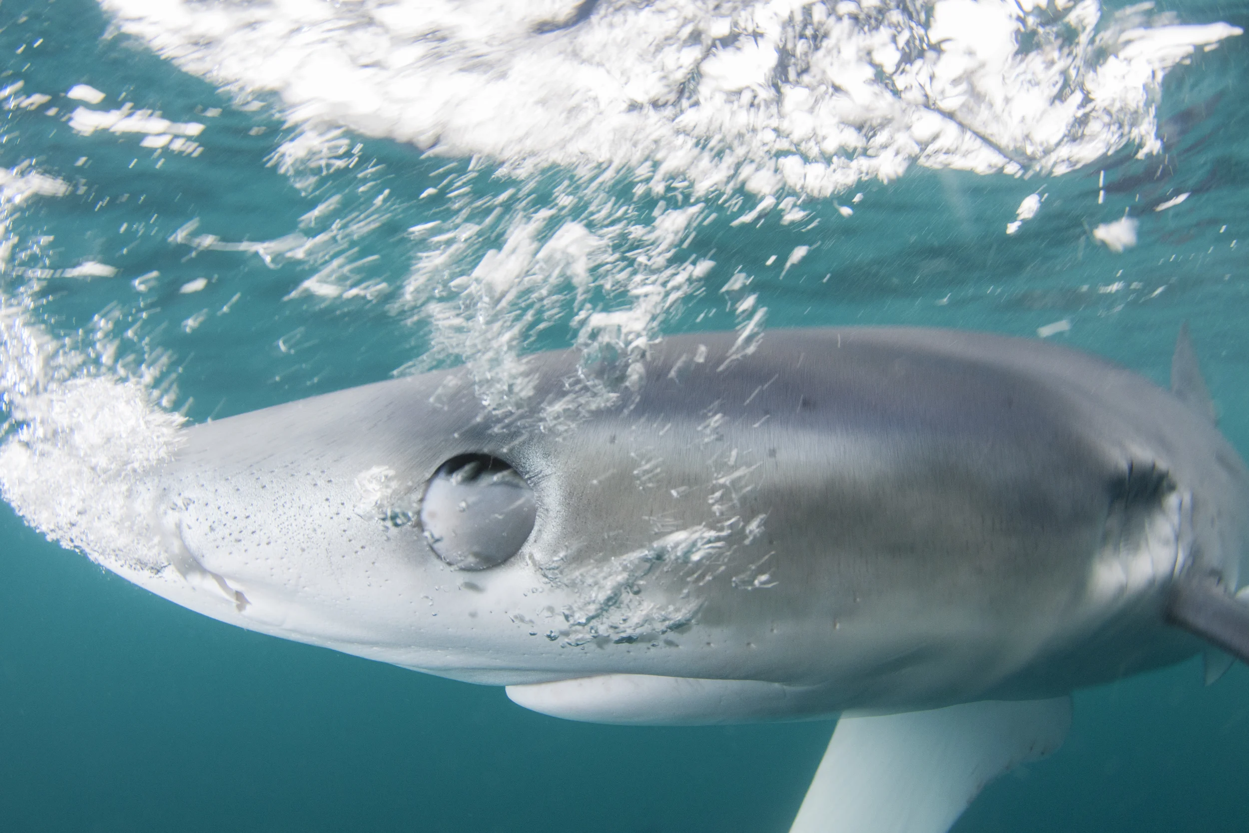 Chomp! A blue shark chomps down on my camera. 