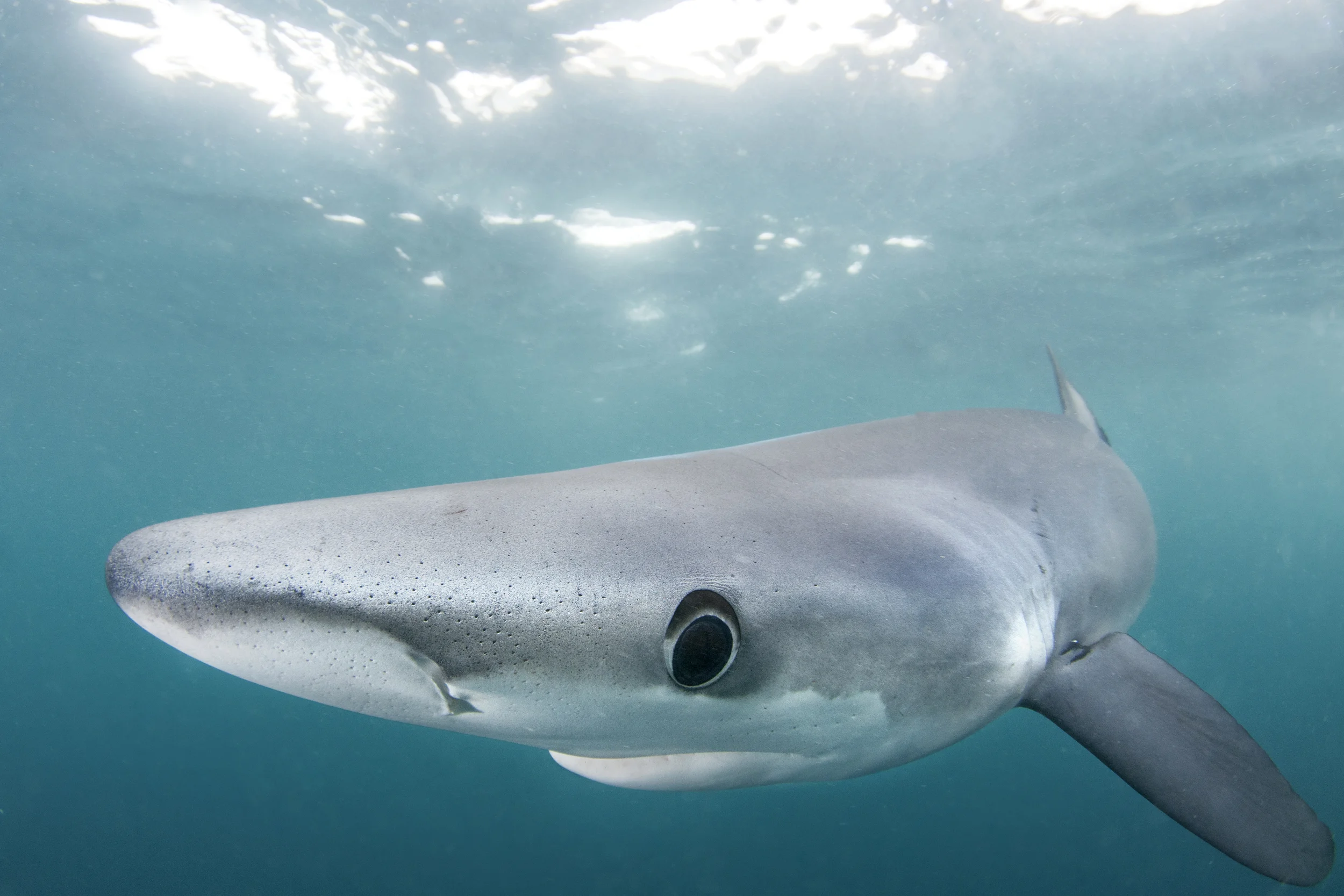 Slow, and graceful, the blue sharks swim up with little speed and aggression...