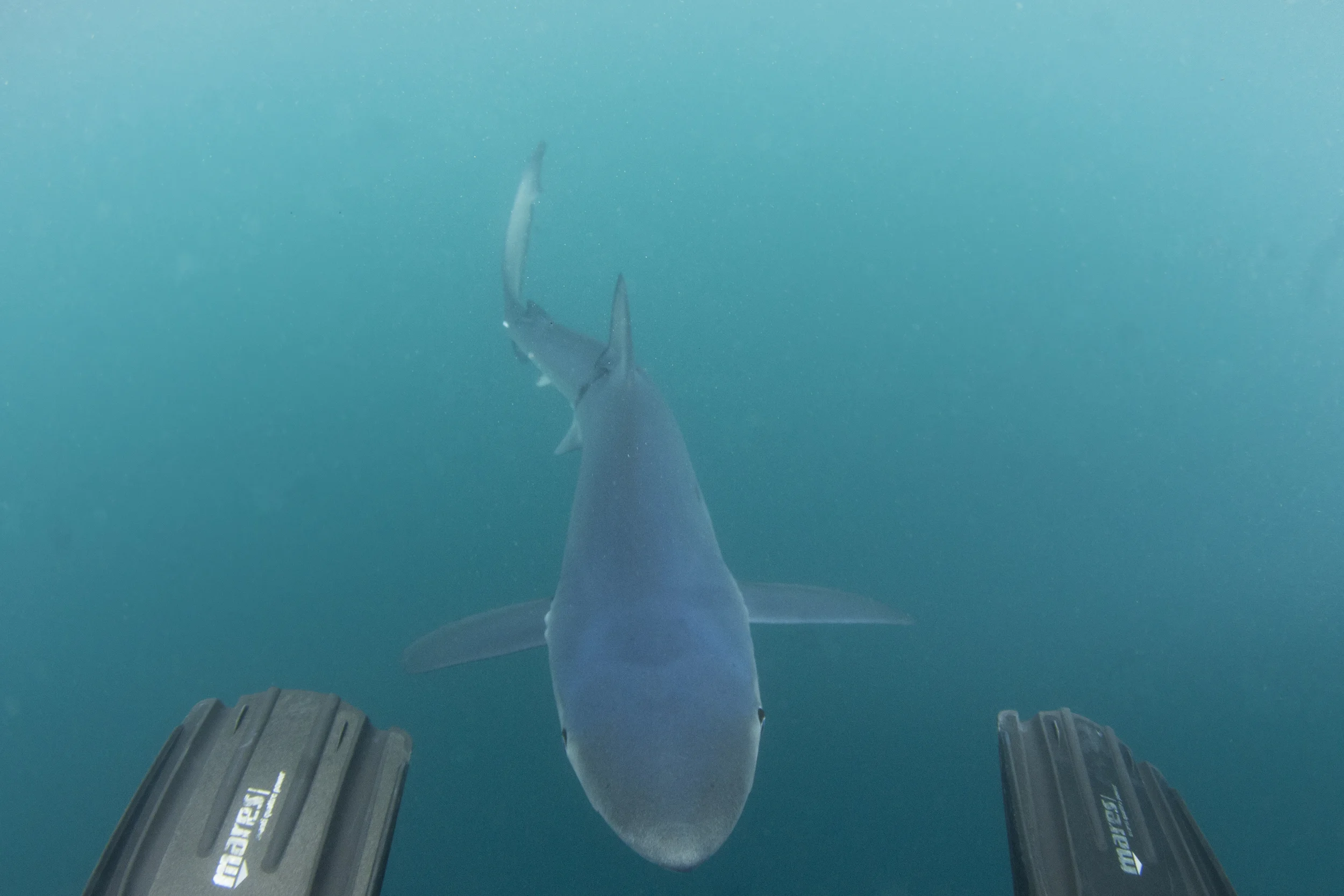 Whatcha looking for down there Mr. Shark? 
