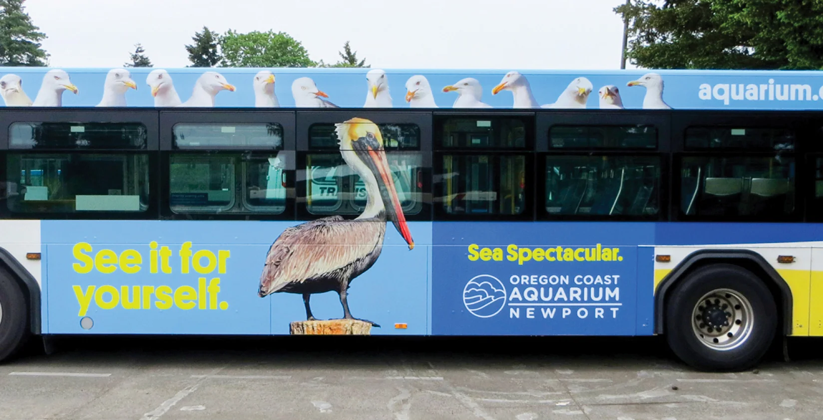 OCA_pelican_transit.jpg
