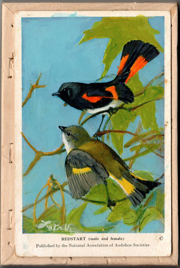 American Redstart.jpg