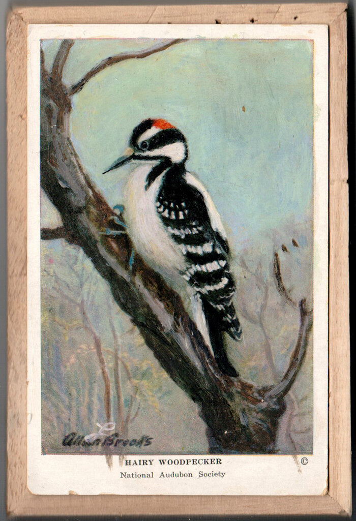 Hairy Woodpecker.jpg