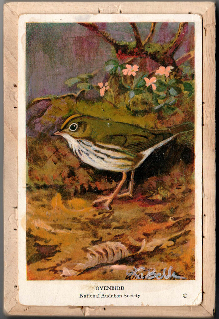 Ovenbird.jpg