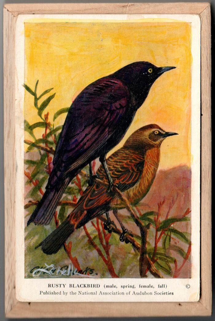 Rusty Blackbirds.jpg