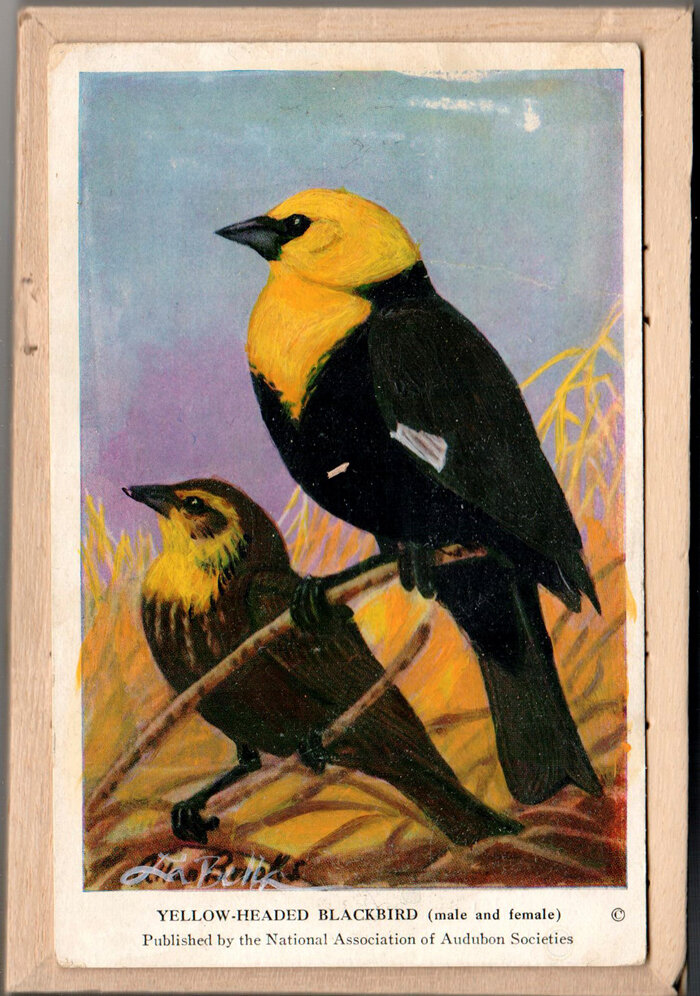 Yellow headed Blackbird.jpg
