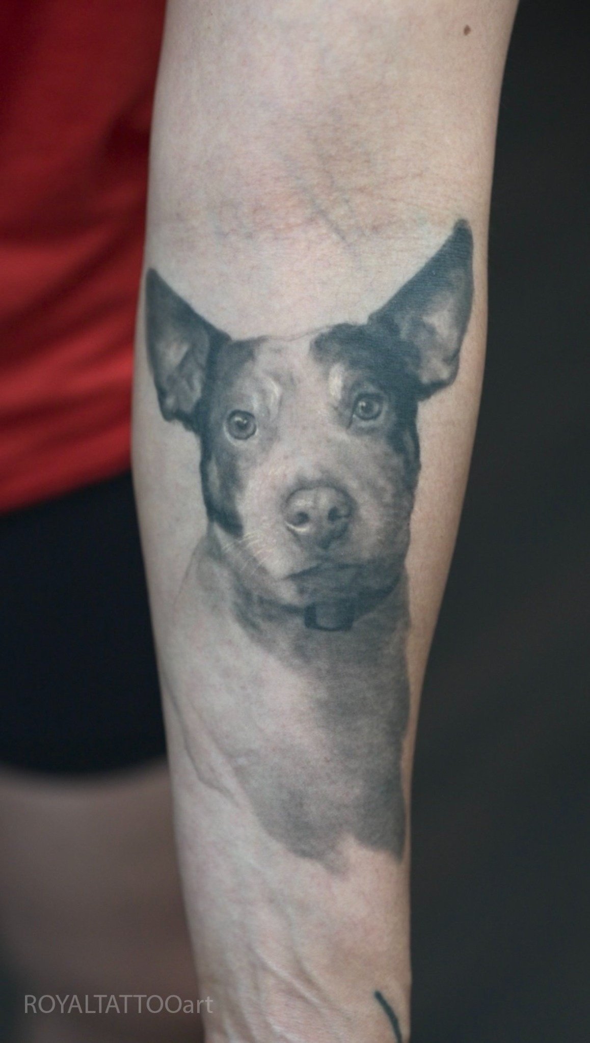 Bold pitbull dog portrait tattoo in black and grey realism on the forearm, done in NYC. This striking pet portrait tattoo honors the strength and loyalty of your pitbull with exceptional realism detail at Royal Tattoo Art.