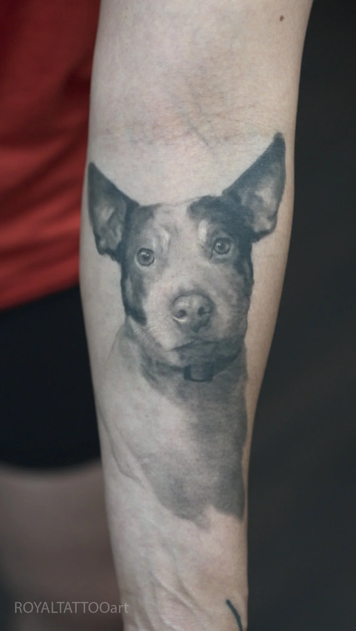 32-dog-pet-portrait-forearm-tattoo-black-and-grey-realism-nyc.jpg