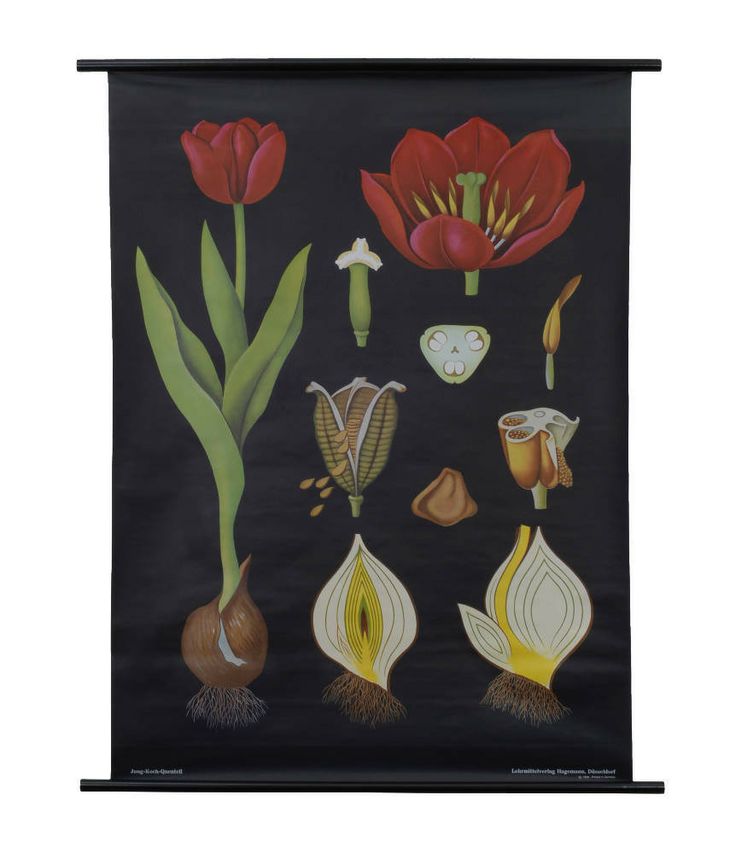 Aren't these botanical posters fantastic? I'm seriously longing for a couple of them to (finally) fill the vast empty wall space above our sofa.
