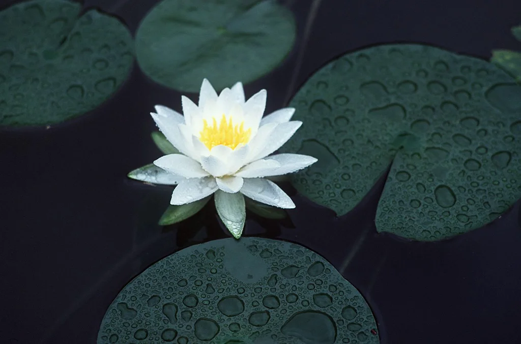 Lotus flower, Heian Shrine, Kyoto