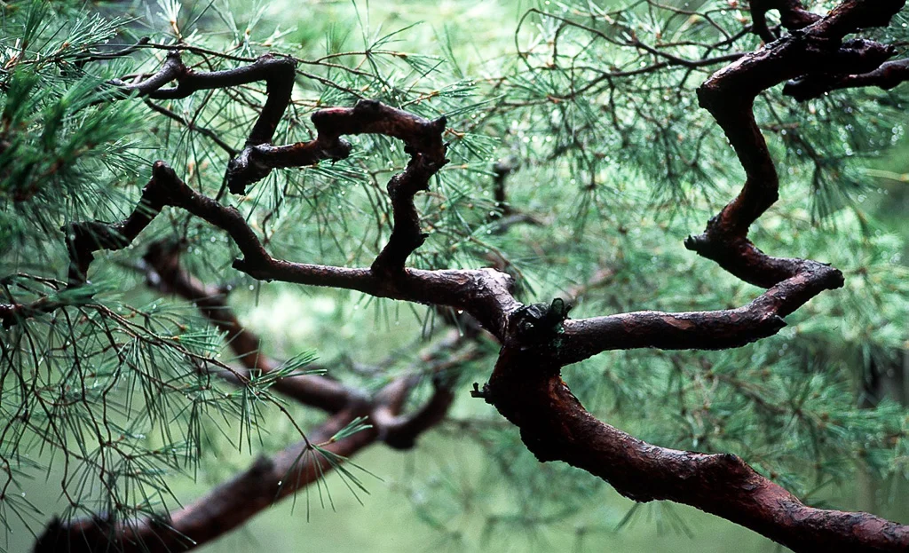 Pine tree, Heian Shrine, Kyoto