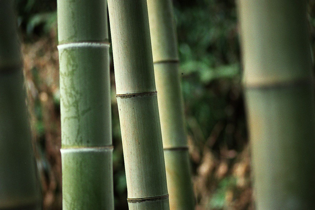 Bamboo grove, Kyoto