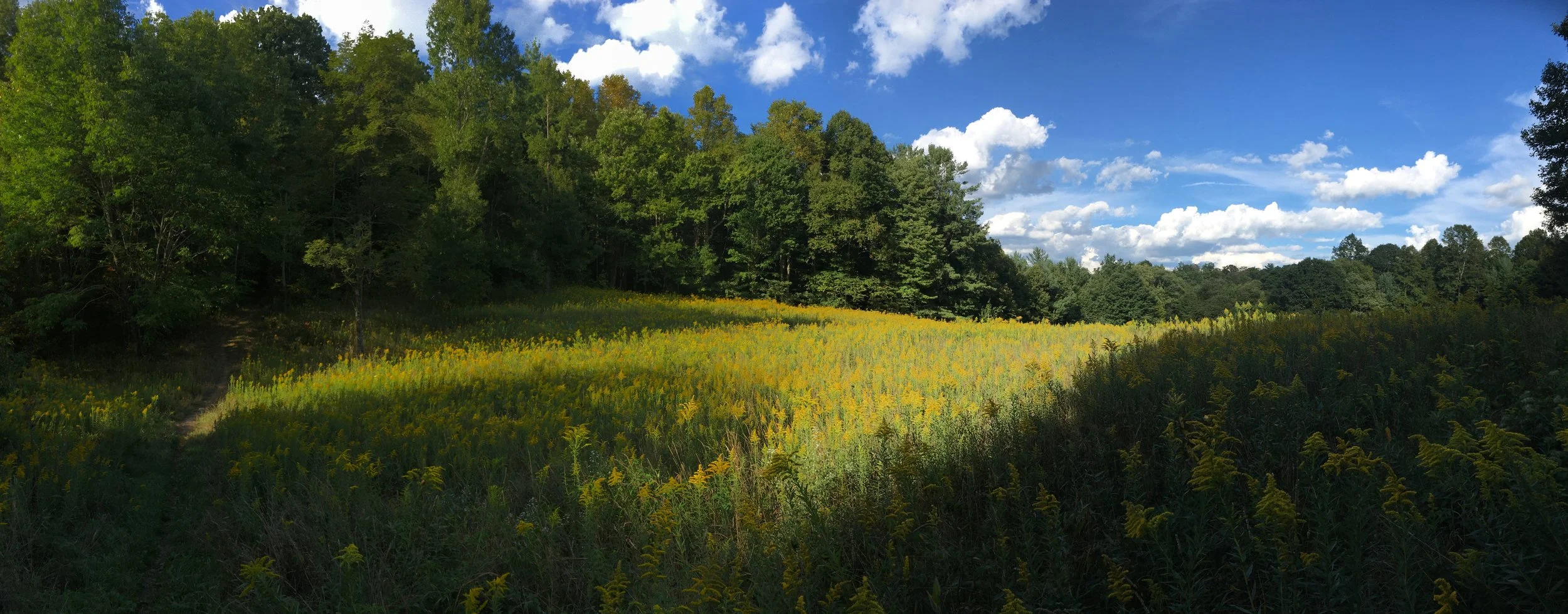 fieldHamptonTN_AT.jpg