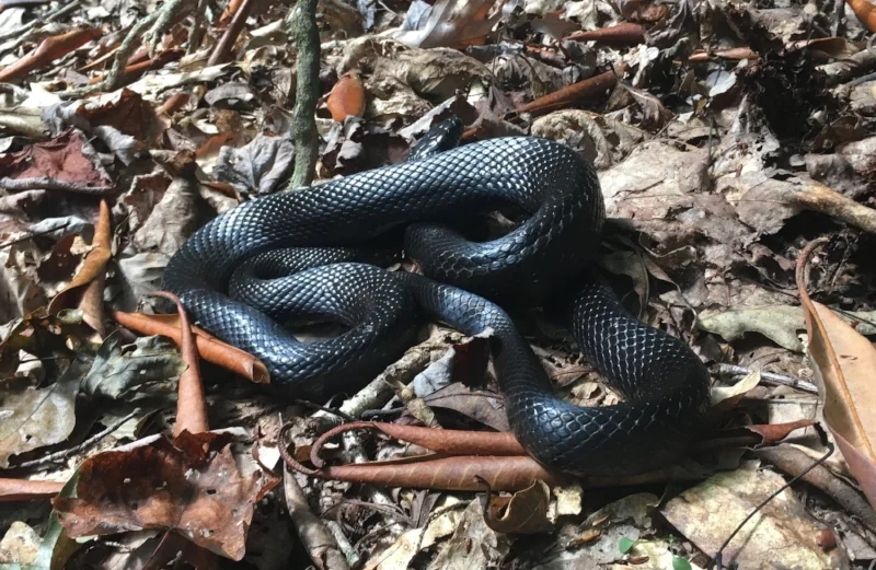 snek_AT.jpg