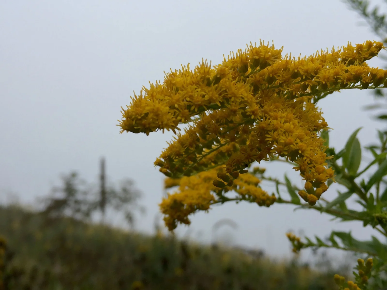 fog_flower_AT.jpg