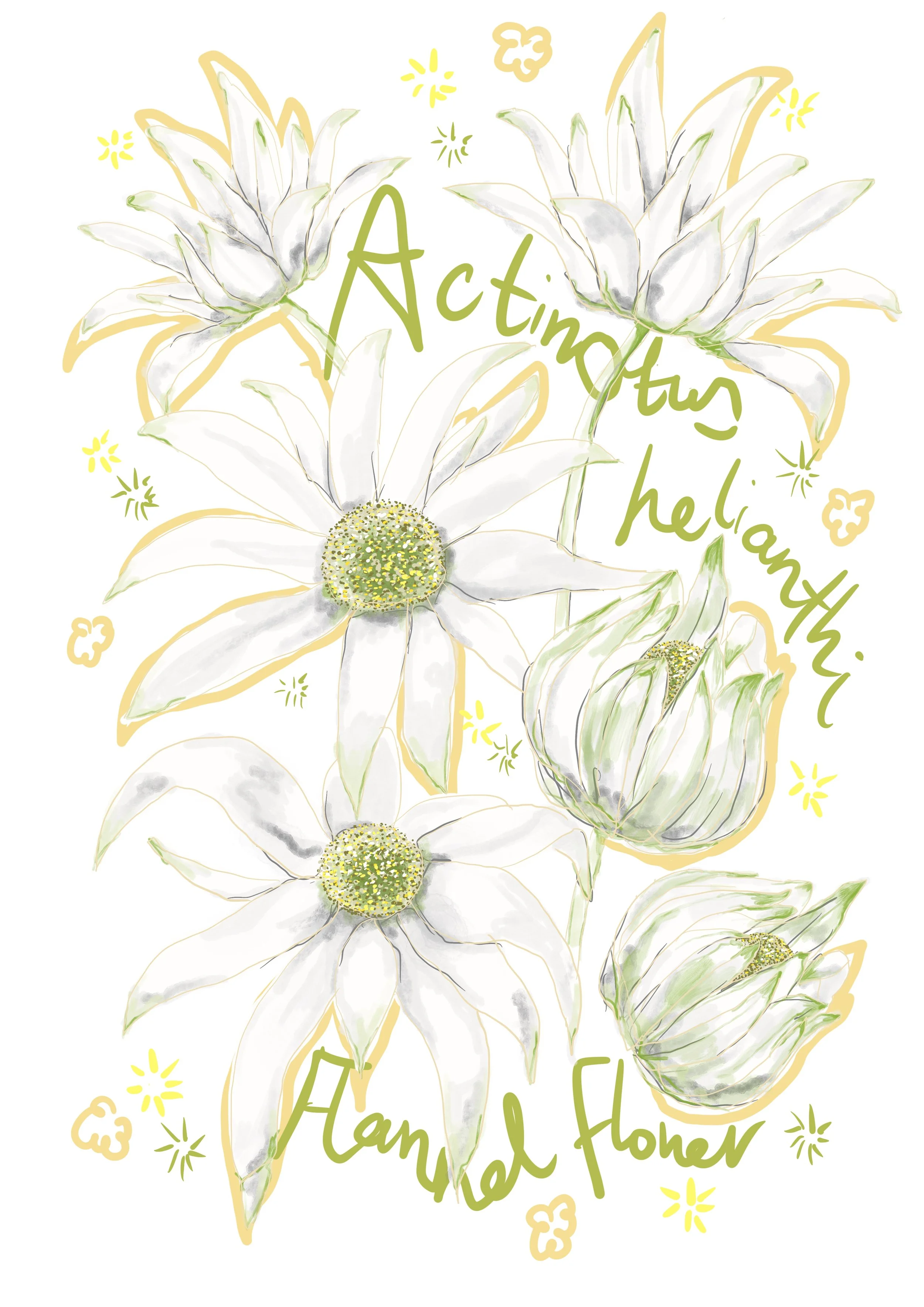Actinotus helianthi - Flannel Flower.jpeg