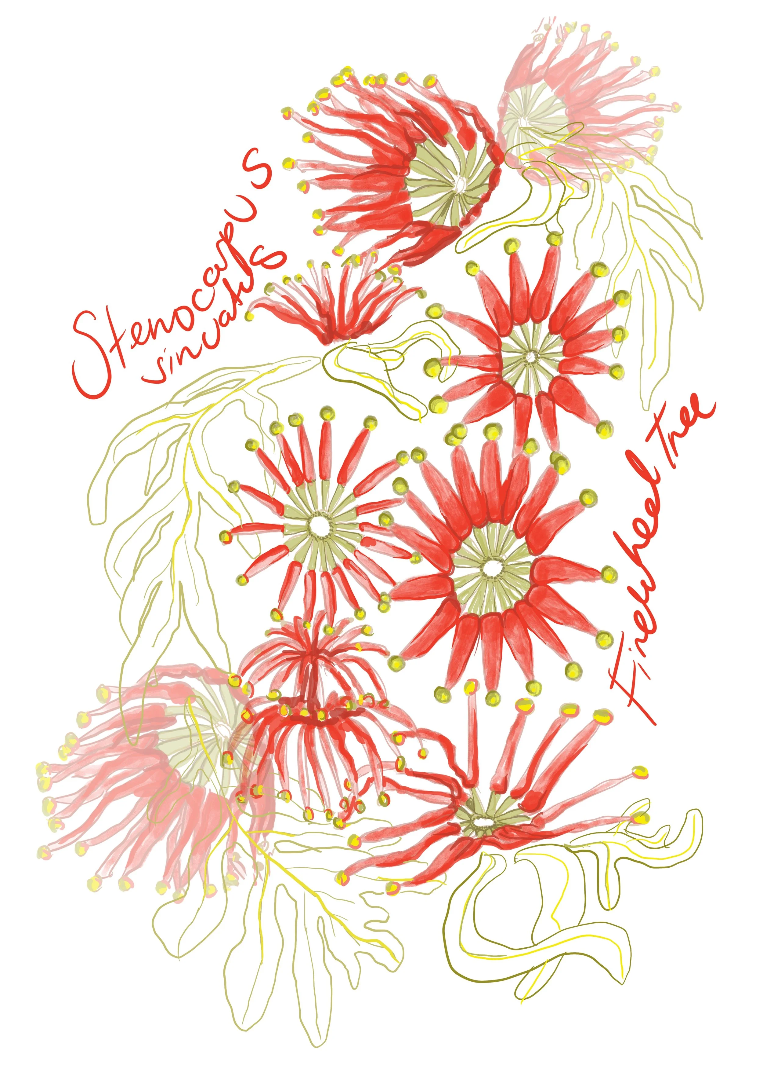 Stenocarpus sinuatus - Firewheel Tree.jpeg