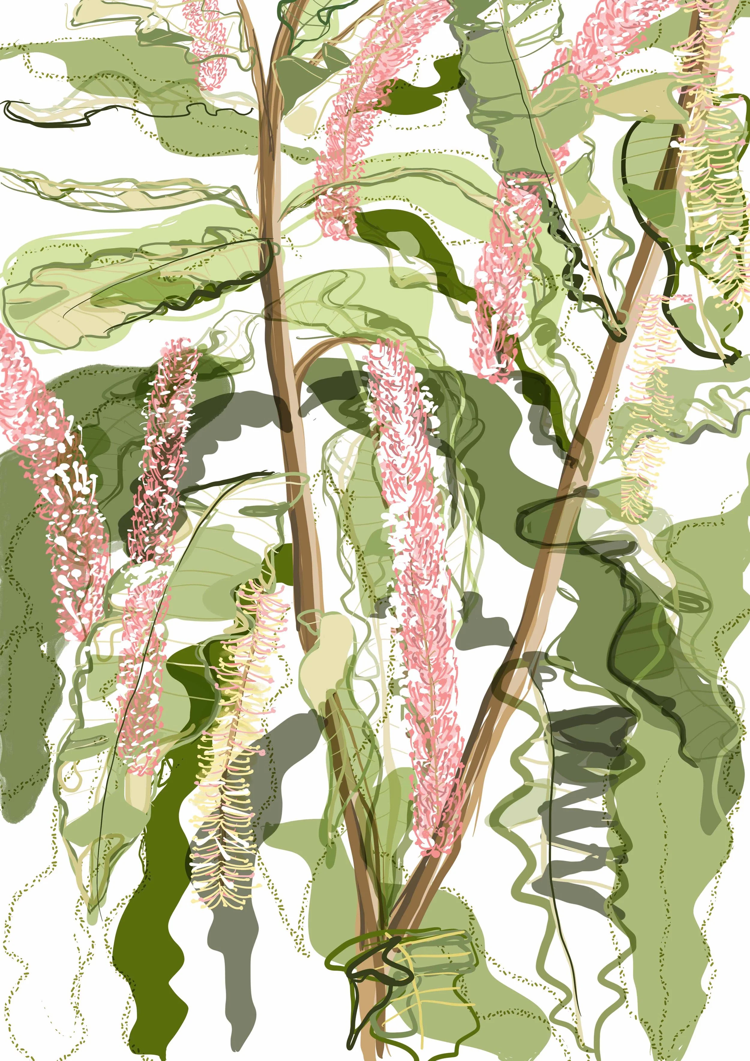 Macadamia integrifolia.jpeg