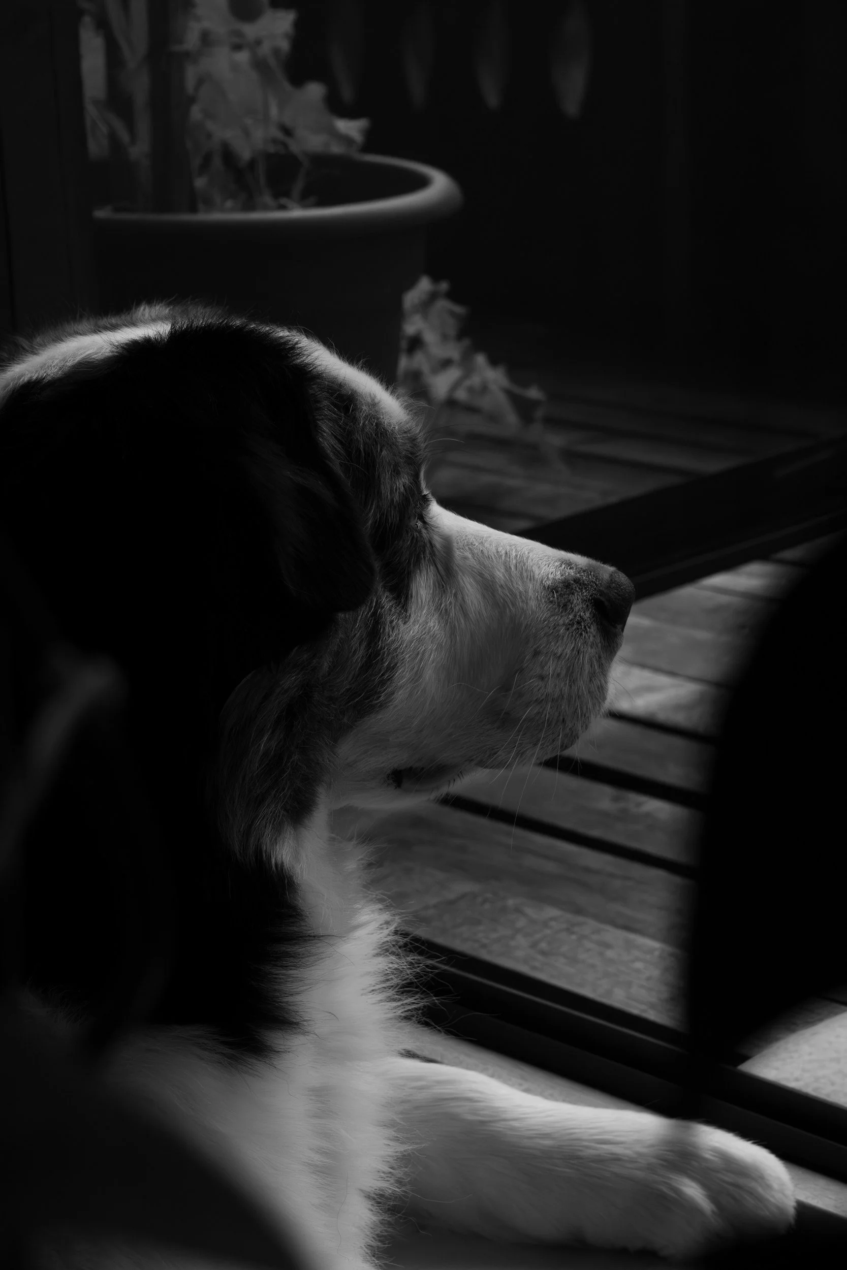 the head and torso of a dog looking sadly to the right, in black and white