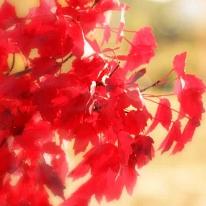 leaves.jpg