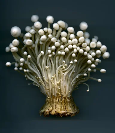 Sarah Futterer Applied Arts 2009