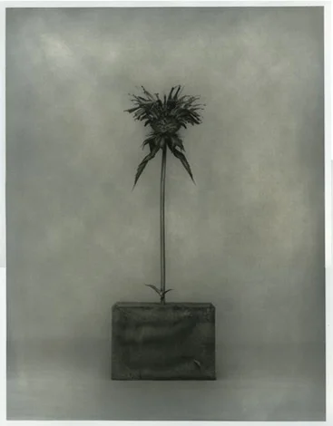 Judy Morris Dupont