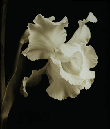 Leigh Carson