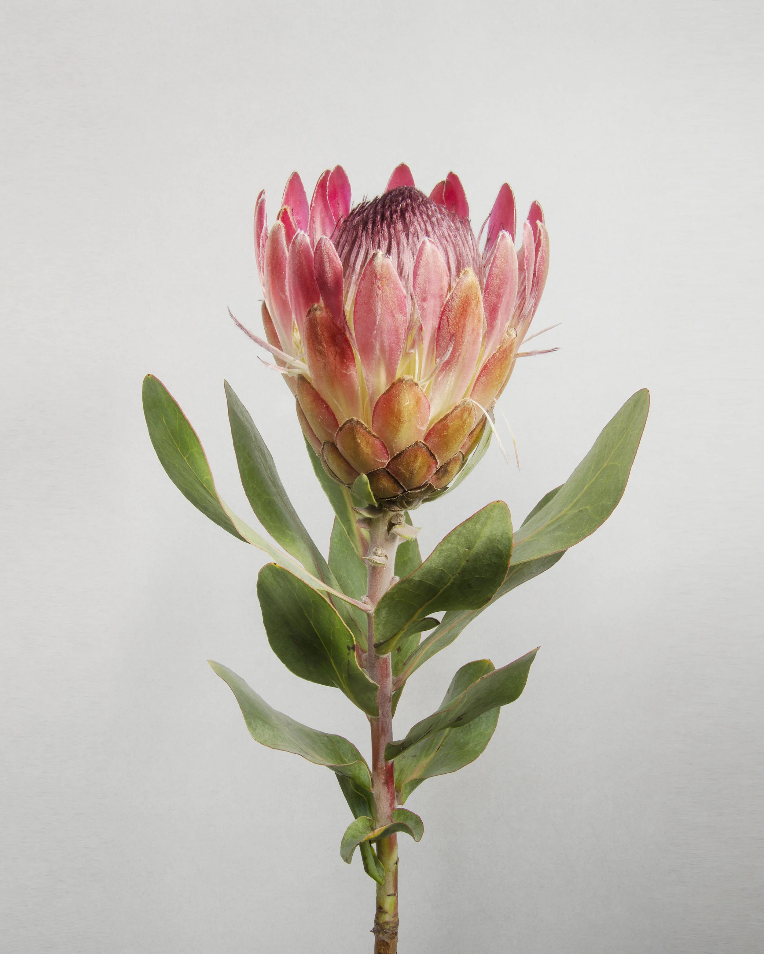 image by SPAO alumna Louise Crosby
