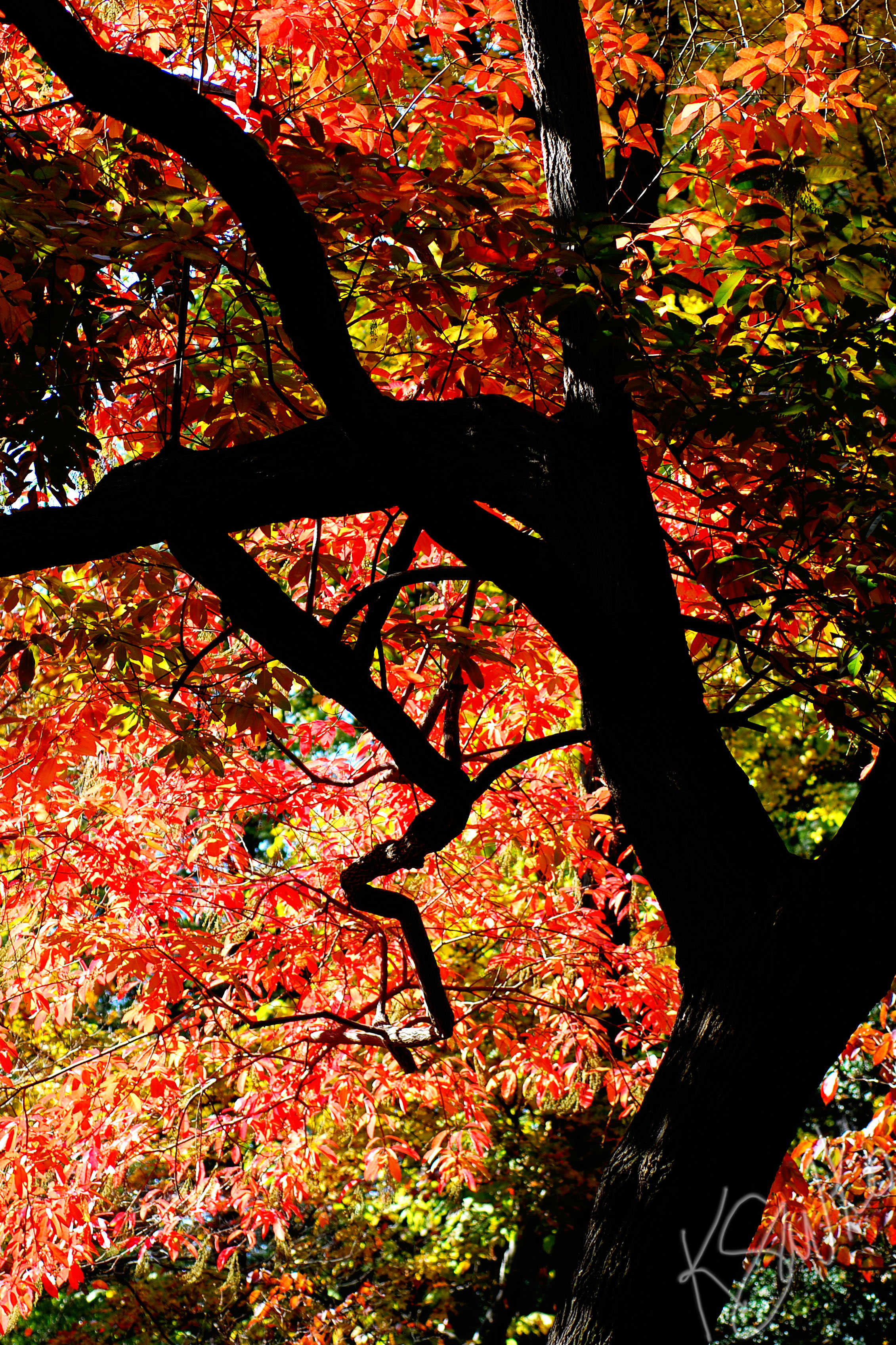 savko_fall-tree.jpg