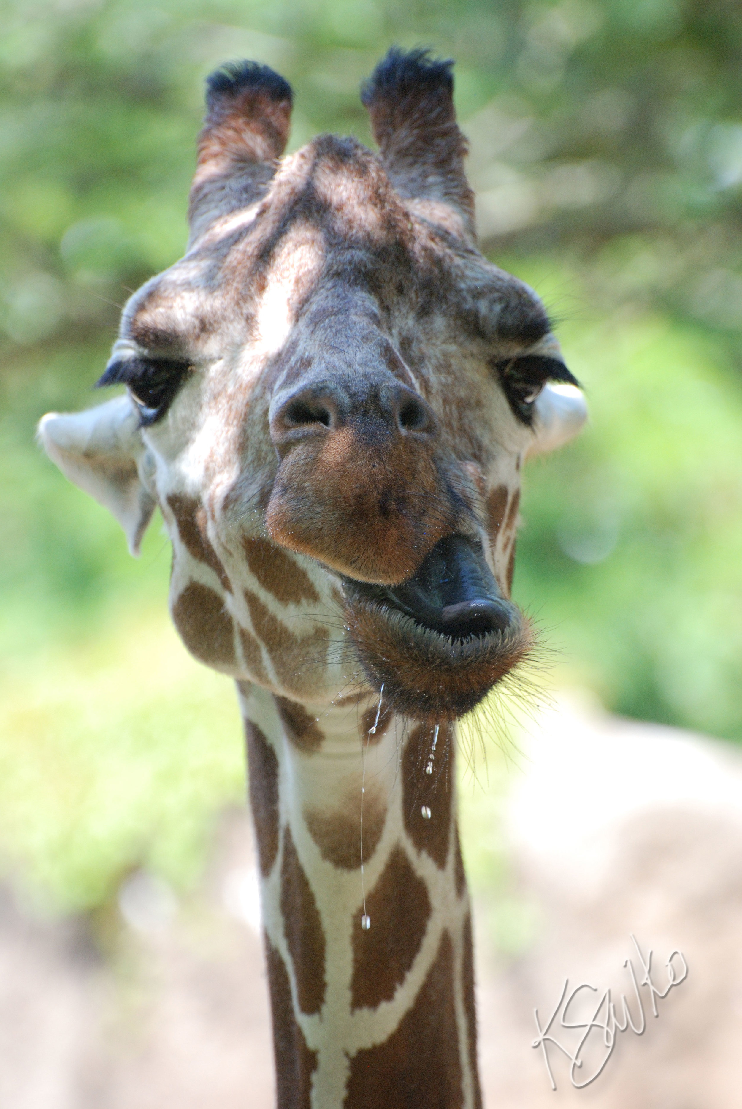 savko_giraffe.jpg