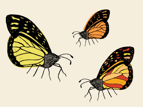 butterfly-sketch.jpg