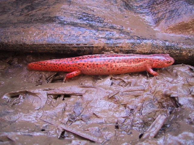 Red salamander (Psuedotriton ruber)