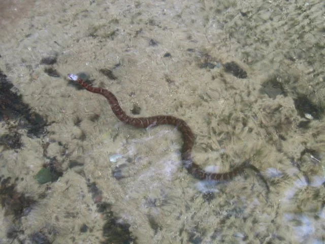 Northern water snake