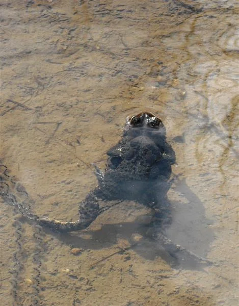 American toad