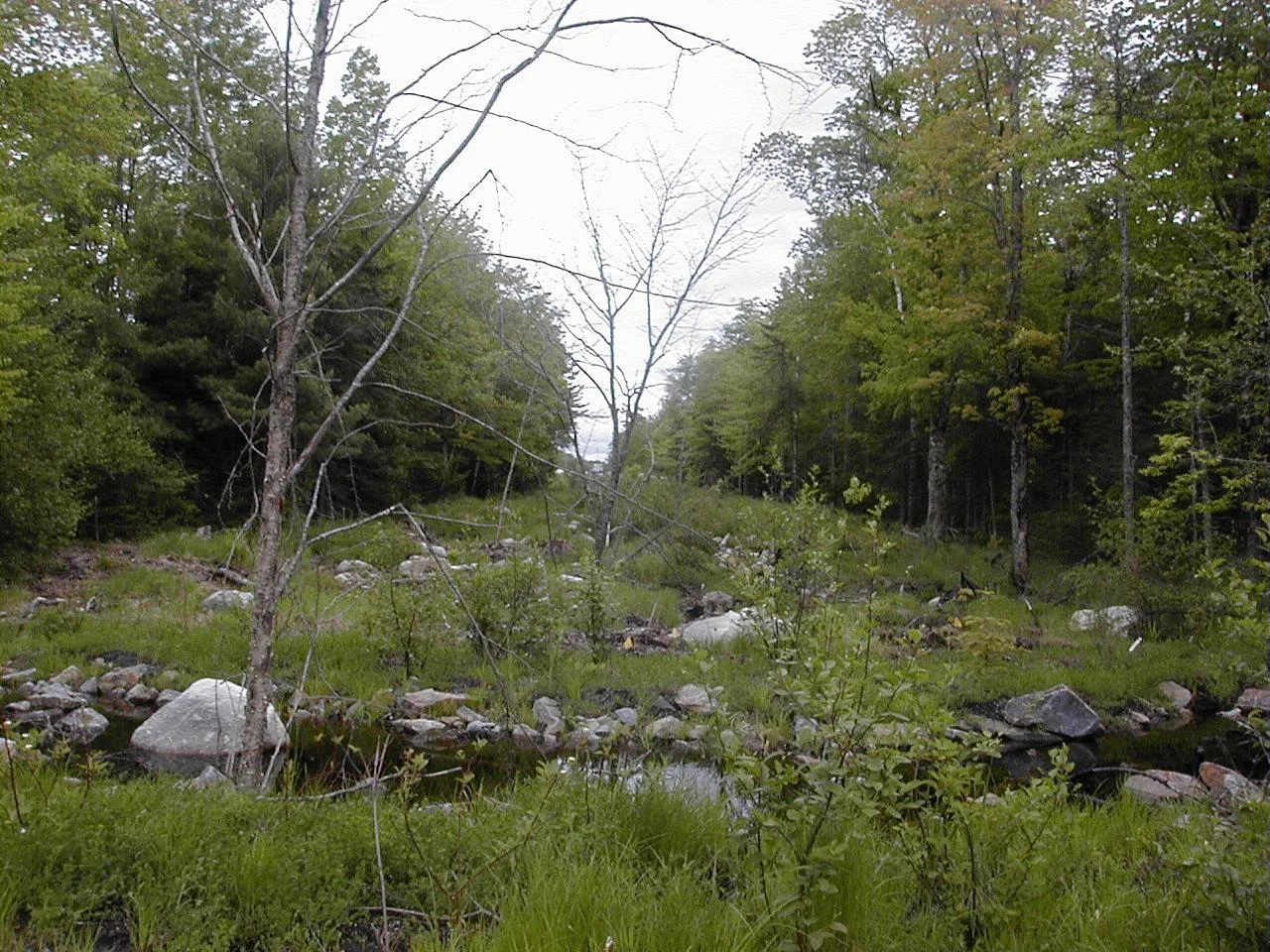 Wetland restoration site