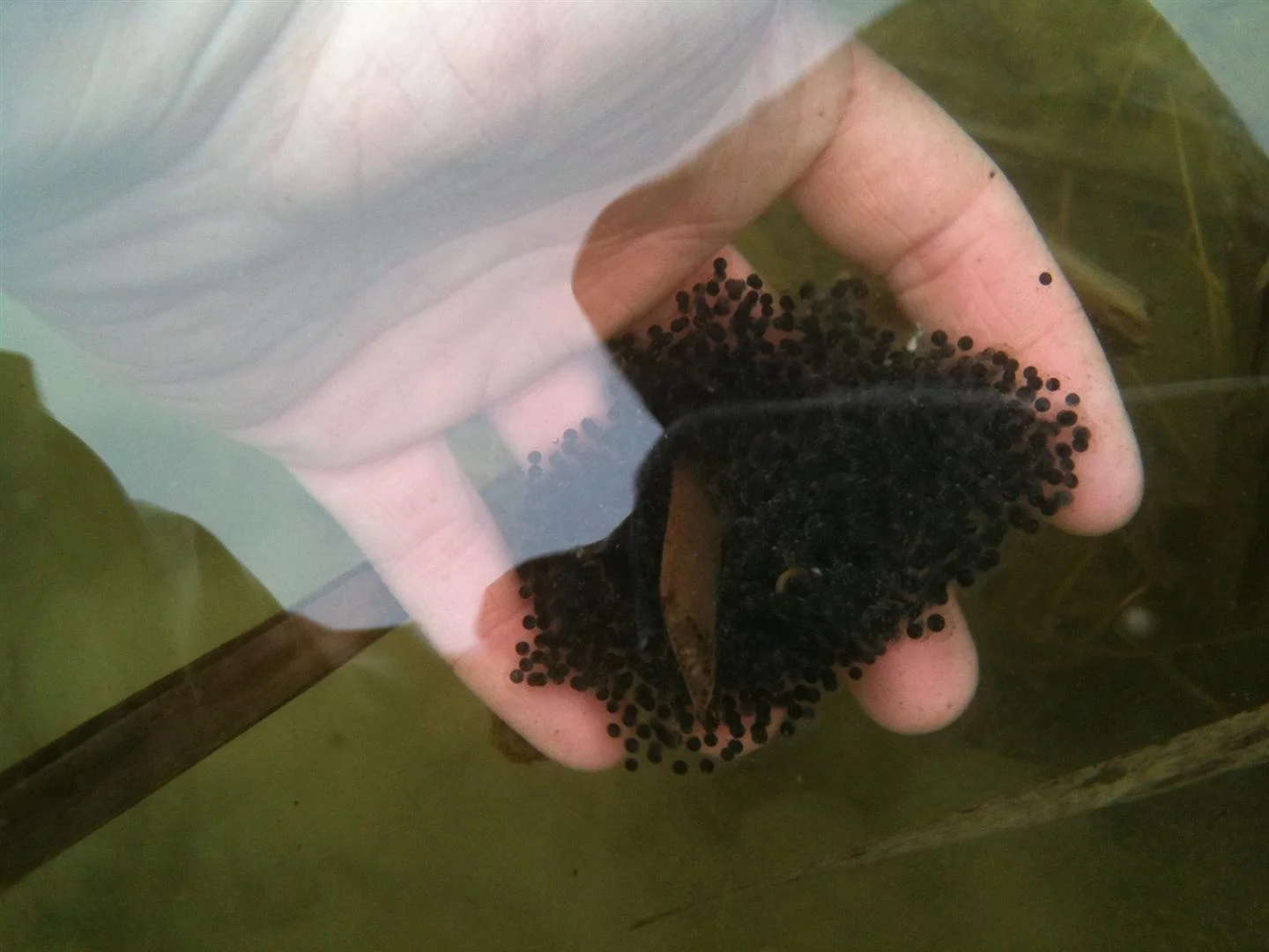 Northern leopard frog egg mass