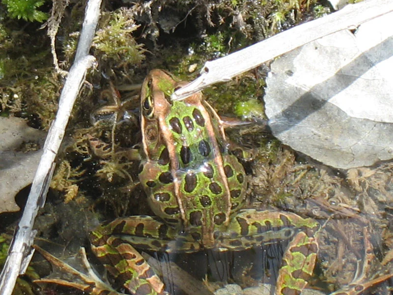 Northern leopard frog