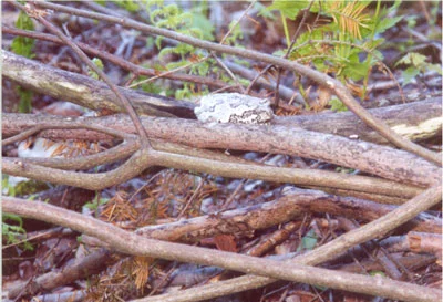 Gray tree frog