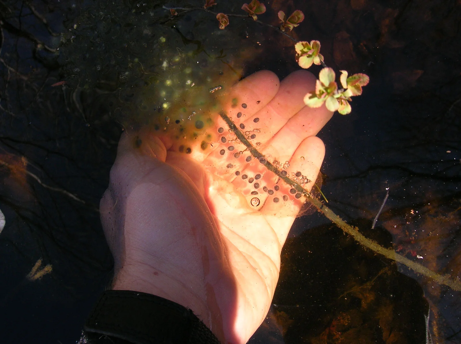 Blue spotted salamander egg mass