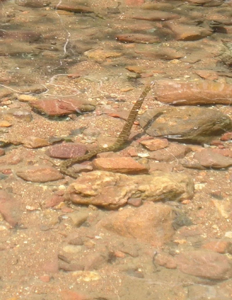 Water moccasin