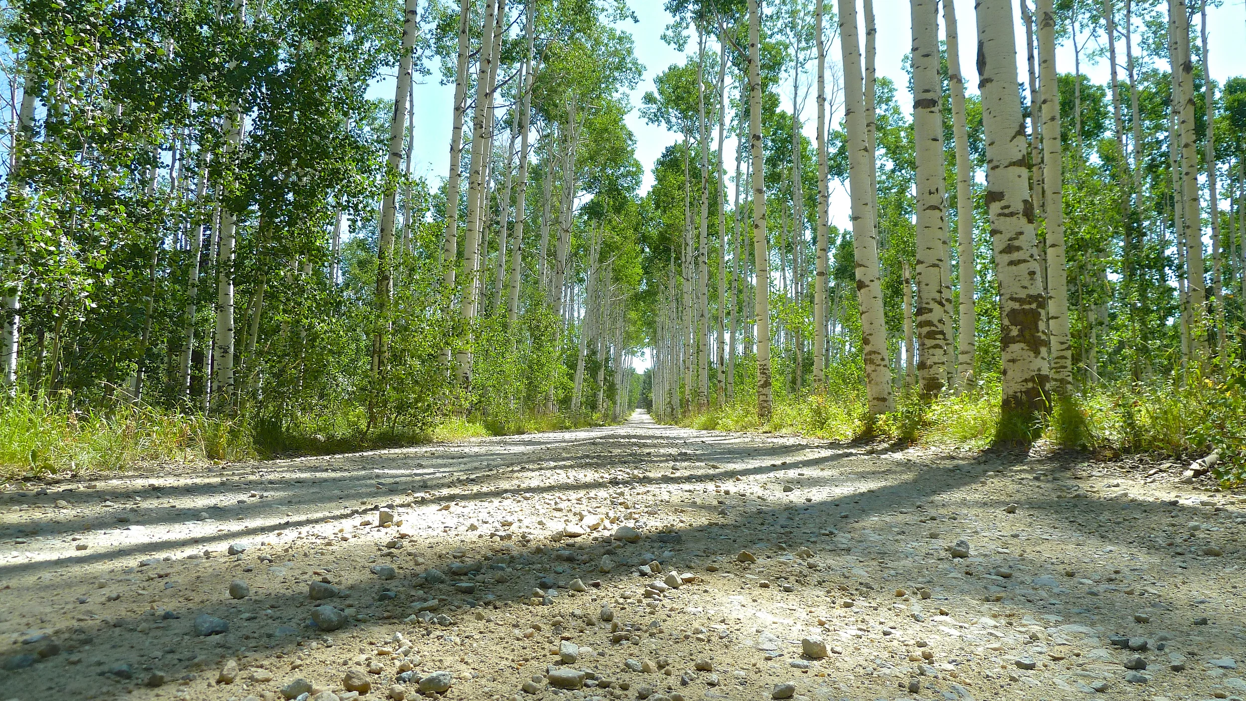 Aspen trail.jpg