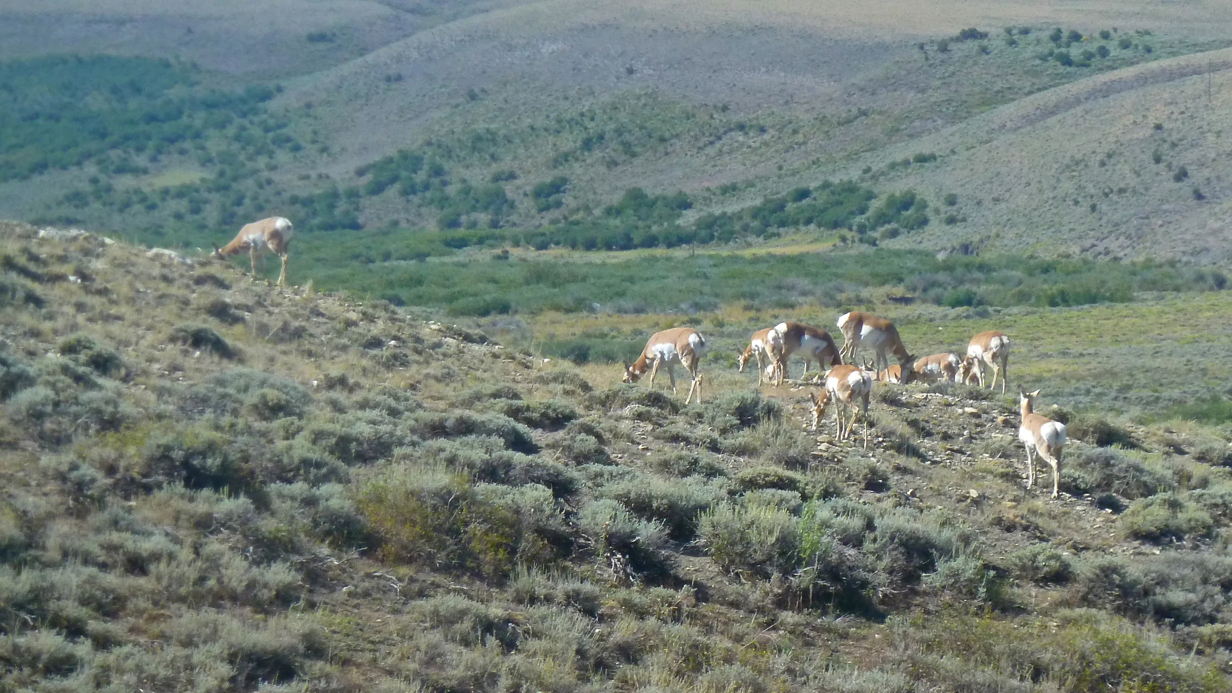 Antelope.jpg